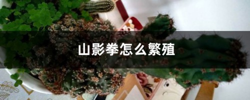 山影拳怎么繁殖