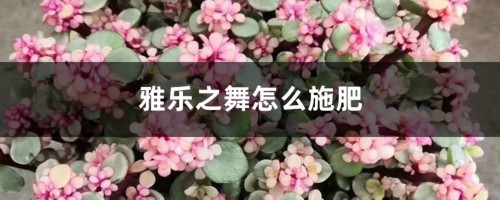 雅乐之舞怎么施肥