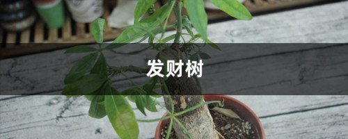 发财树文竹…花开满树，果子压弯枝，竟然这么容易！