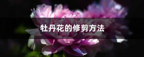 牡丹花的修剪方法